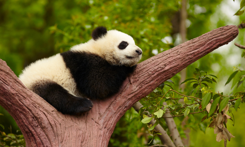 silver-john_panda_shutterstock