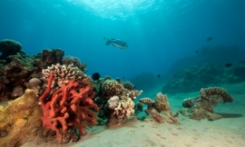 stephankerkhofs_-_corals