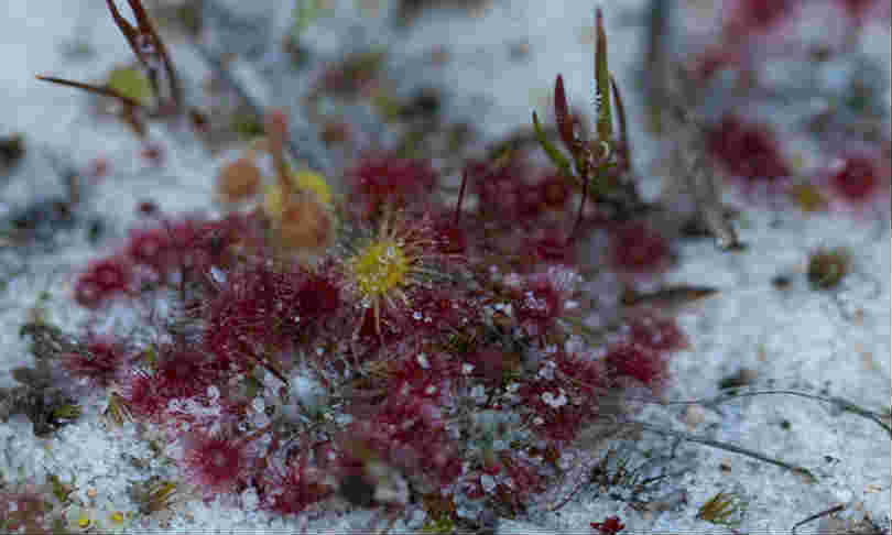 sunphlo_carnivorousplant_flickr