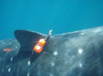 tagonshark tagonshark
