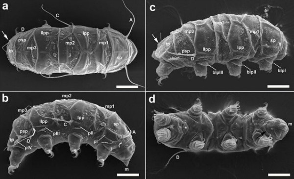 tardigrade_MPI