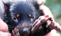 tasmaniandevil.jpg tasmaniandevil.jpg