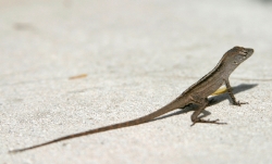 toddtaulman_-_long-tail_skink.jpg toddtaulman_-_long-tail_skink.jpg