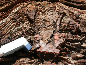 tumbiana_stromatolite_sm tumbiana_stromatolite_sm