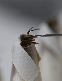 bee.jpg bee.jpg