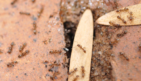 istock_ant.jpg istock_ant.jpg
