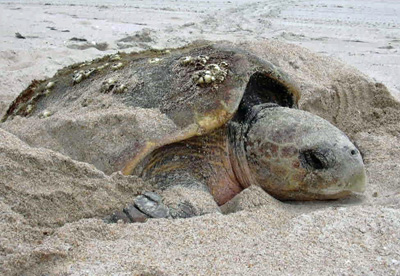 turtlemain.jpg turtlemain.jpg