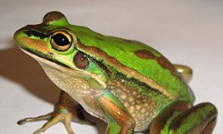 usyd_-_green_and_golden_bell_frog.jpg usyd_-_green_and_golden_bell_frog.jpg