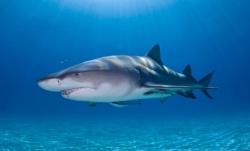 uwimages_-_sharkistockphoto.jpg uwimages_-_sharkistockphoto.jpg