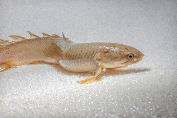walking-fish