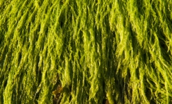 wayra_-_algae.jpg wayra_-_algae.jpg