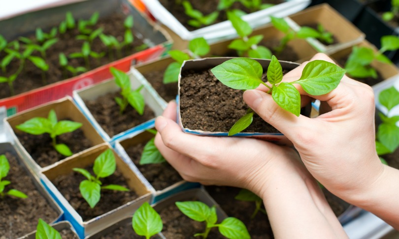 withGod_indoor-plants_Shutterstock