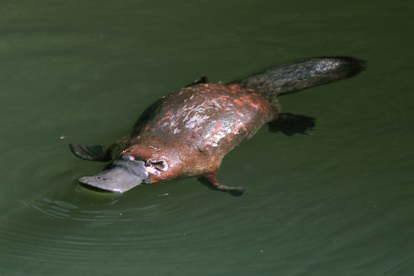 5 Cute Australian Animals That Are Venomous 5 Cute Australian Animals That Are Venomous